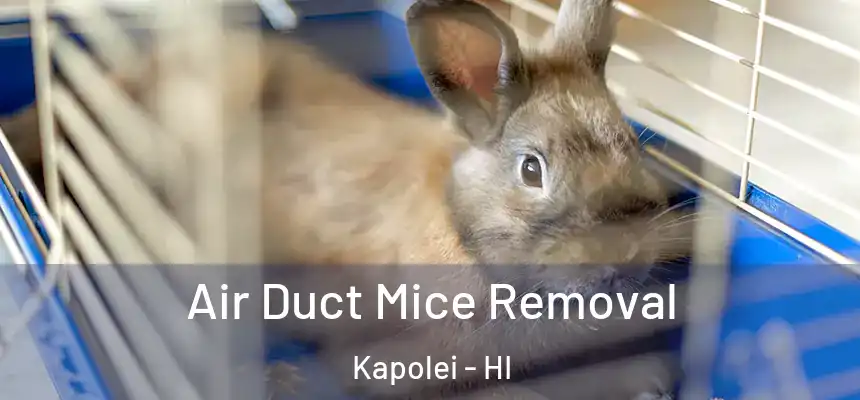  Air Duct Mice Removal Kapolei - HI